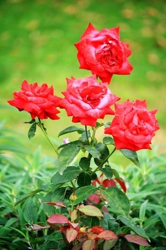 月季花