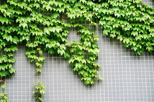 爬山虎
