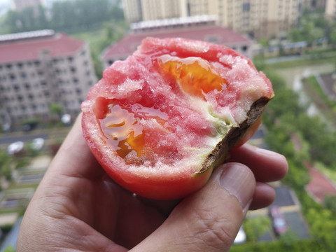 圖片成熟西紅柿
