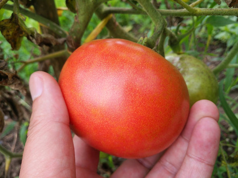 菜地采摘西紅柿