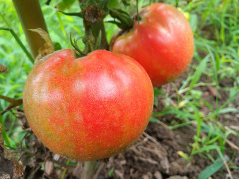 菜地西紅柿