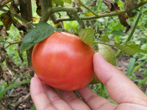 自家菜地西红柿