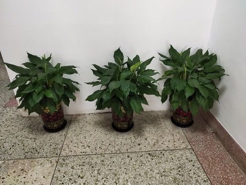 廣東萬年青