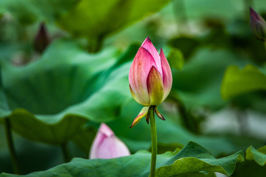 荷花盛開(kāi)