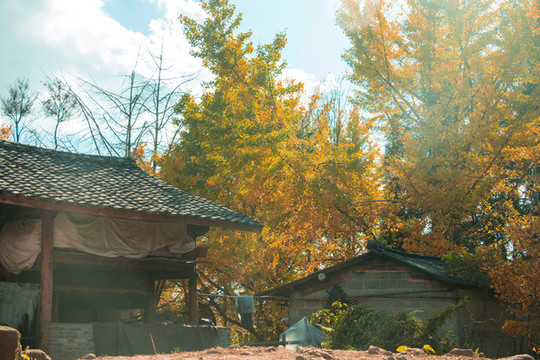 云南騰沖銀杏村