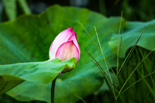 荷花盛開(kāi)