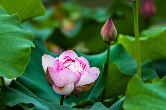荷花盛開(kāi)