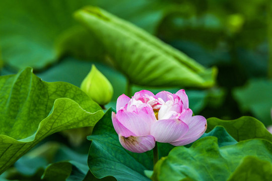 荷花盛開(kāi)