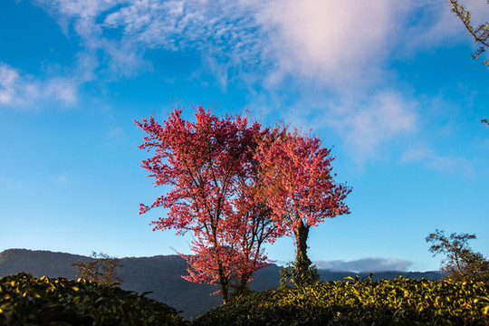 無量山櫻花谷