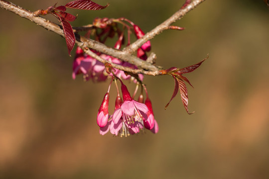 無量山櫻花谷