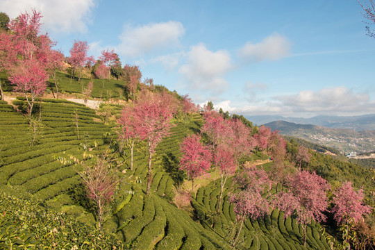 無量山櫻花谷