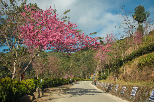 無量山櫻花谷
