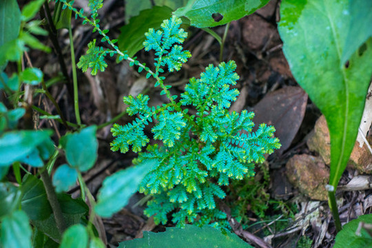 花卉植物圖片