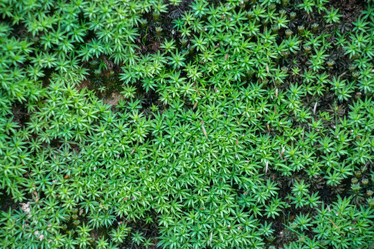 花卉植物圖片