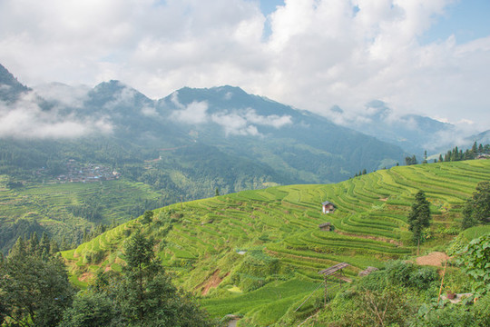 貴州加榜梯田