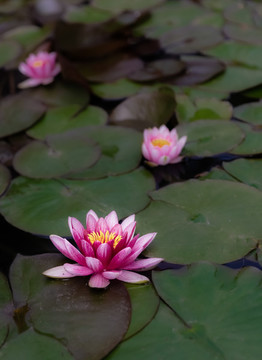 蓮花