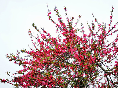 桃花