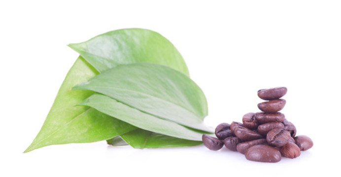 咖啡豆和绿叶