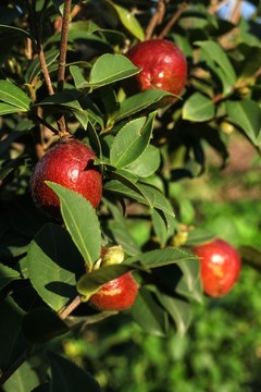 油茶果