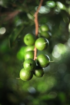 澳洲堅(jiān)果