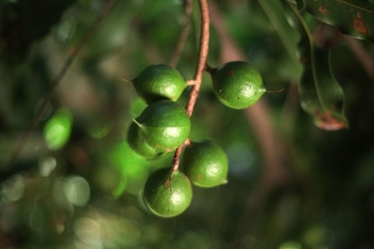 澳洲堅果