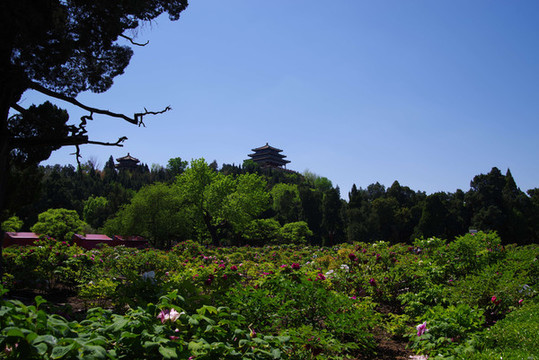 北京景山公園牡丹