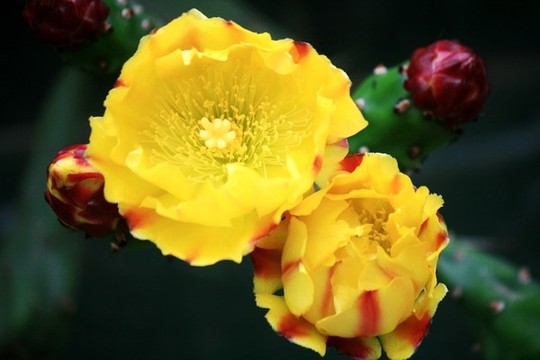 仙人掌開花