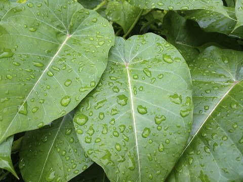 綠葉水珠靜物