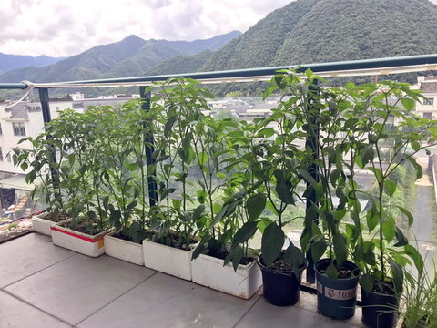 陽臺種菜