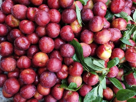 新鮮紅李子