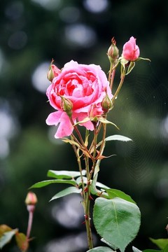 月季花
