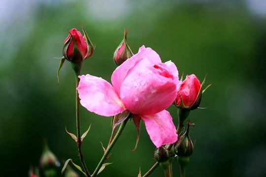月季花