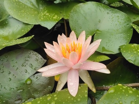 睡蓮