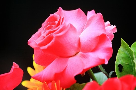 鮮花