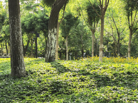公園綠色