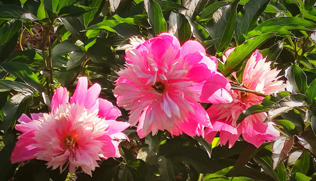牡丹花
