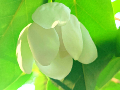 木蘭花