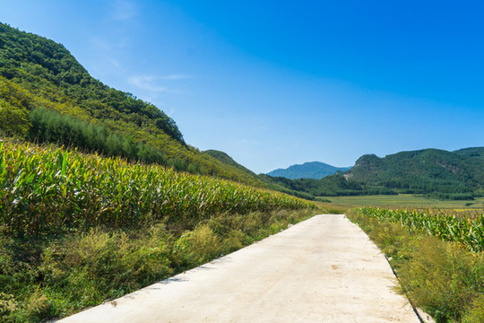 山腳下玉米地邊上的小路