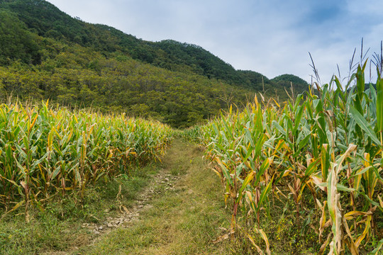 山腳下玉米地邊上的小路