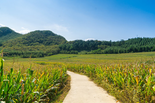 山腳下玉米地邊上的小路