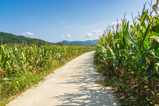山腳下玉米地邊上的小路