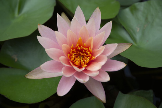 唯美蓮花