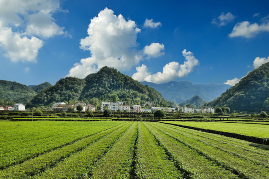 茶園風(fēng)光