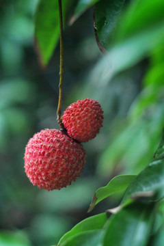 荔枝