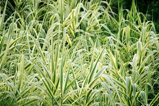 花葉蘆竹