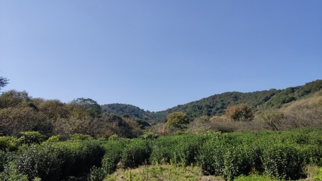島上植被