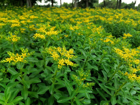 細(xì)葉景天小黃花