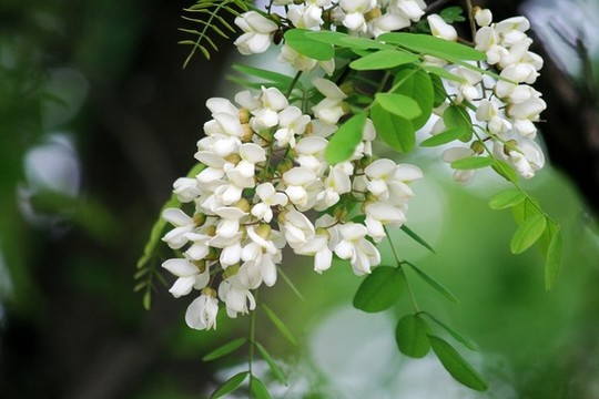 洋槐花