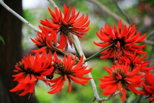 刺桐花