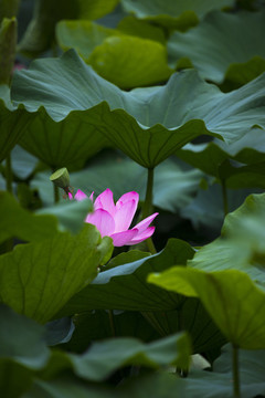 荷花